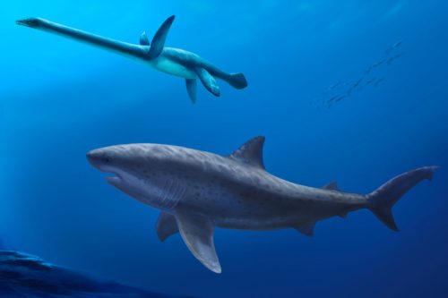 Australia Mega Predator Sharks