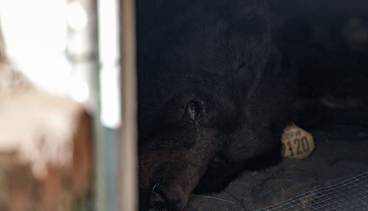 California Bear Under House