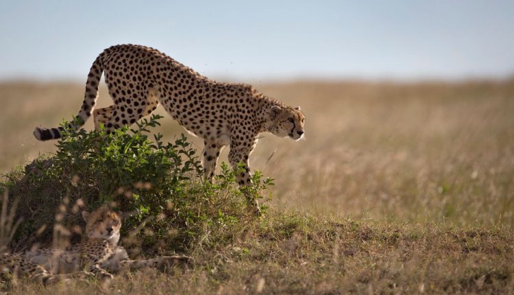 Namibia Cheetah Sperm Bank