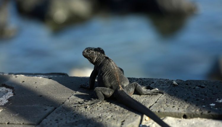 International Pet Trade