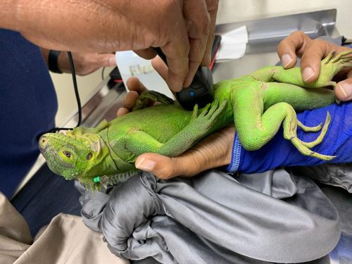 Dominica Saving Iguanas
