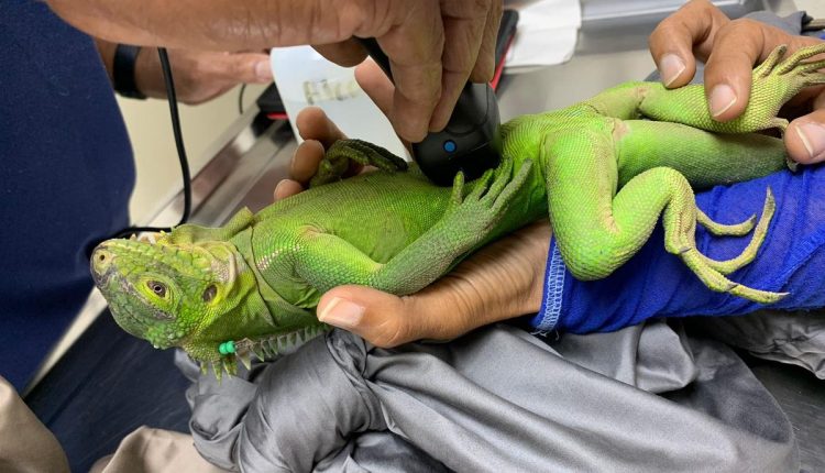 Dominica Saving Iguanas