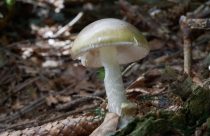 Poisonous Mushrooms-California Outbreak