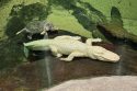 Albino Alligator