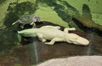 Albino Alligator