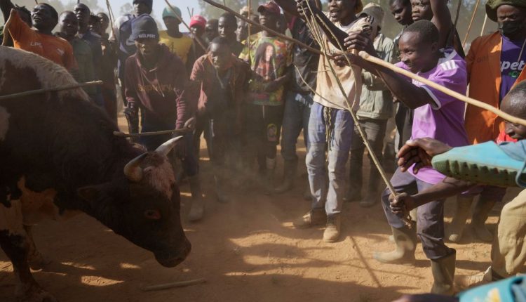 Kenya Bullfighting Photo Gallery