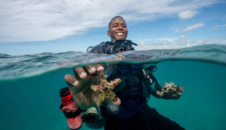 APTOPIX Climate Dominican Republic Coral