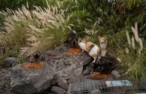 Feeding Cats-Hawaii