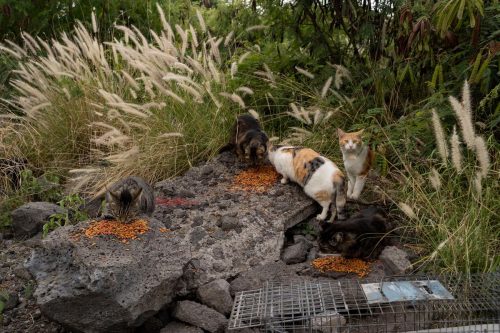 Feeding Cats-Hawaii