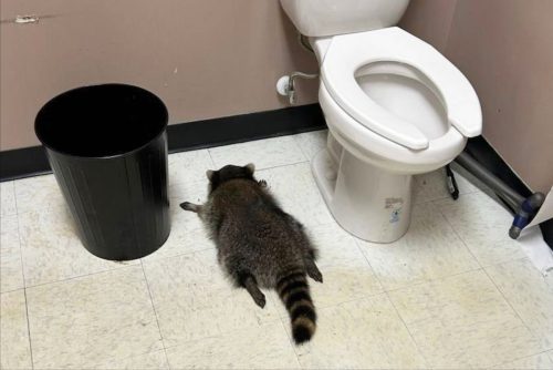 Virginia Drunk Raccoon