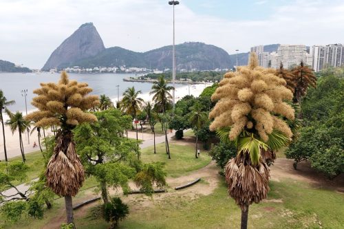 Brazil Palm Tree