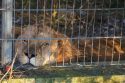 Albania Captive Wild Animals