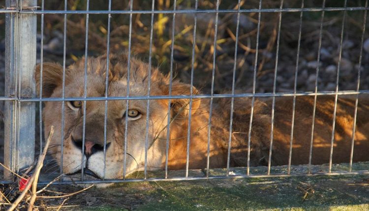 Albania Captive Wild Animals