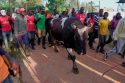 Kenya Bullfighting Photo Gallery
