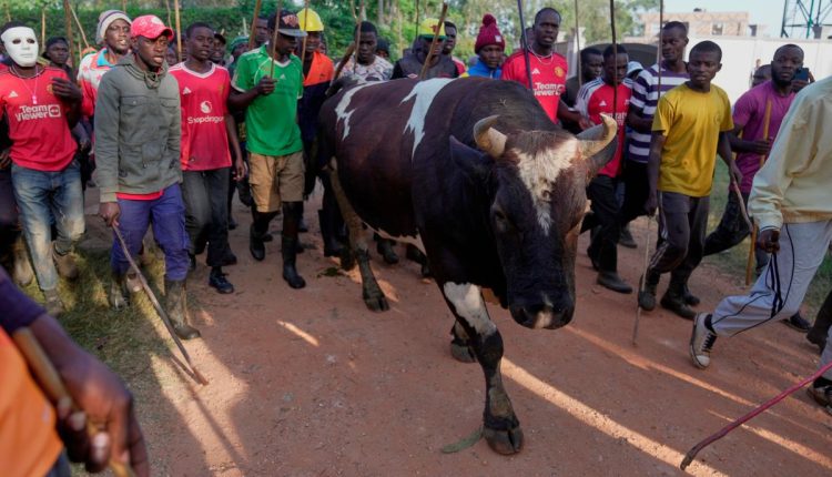 Kenya Bullfighting Photo Gallery
