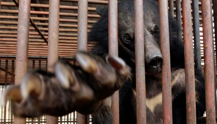 South Korea Bear Bile