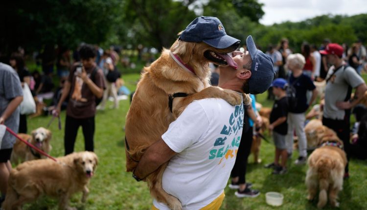 APTOPIX Argentina Golden Retrievers