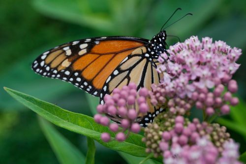 Endangered Monarch Butterflies