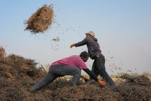 Senegal Young Farmers