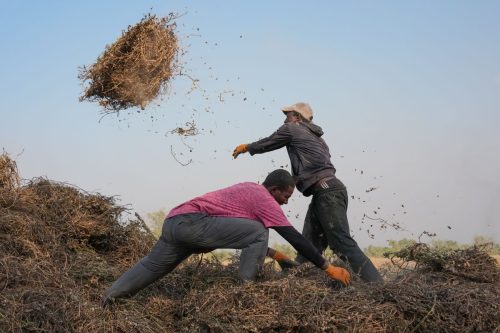 Senegal Young Farmers