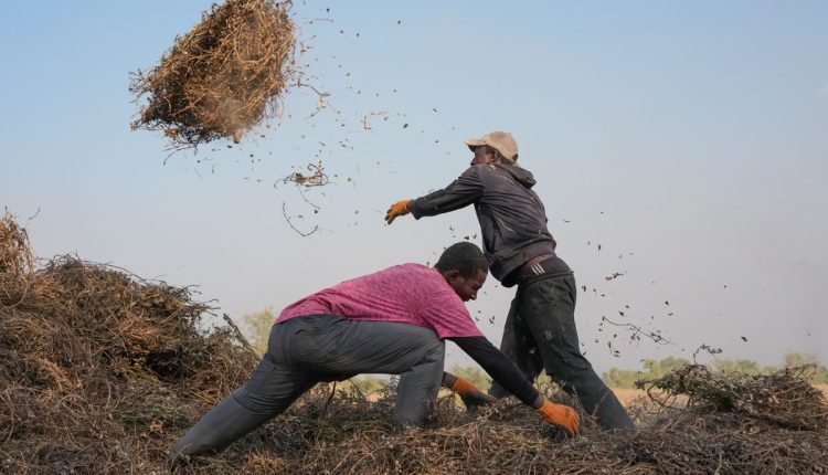 Senegal Young Farmers