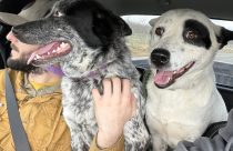 Male and female cattle dogs found near Camanche Reservoir in the Valley Springs area of Calaveras County—CCAS photo