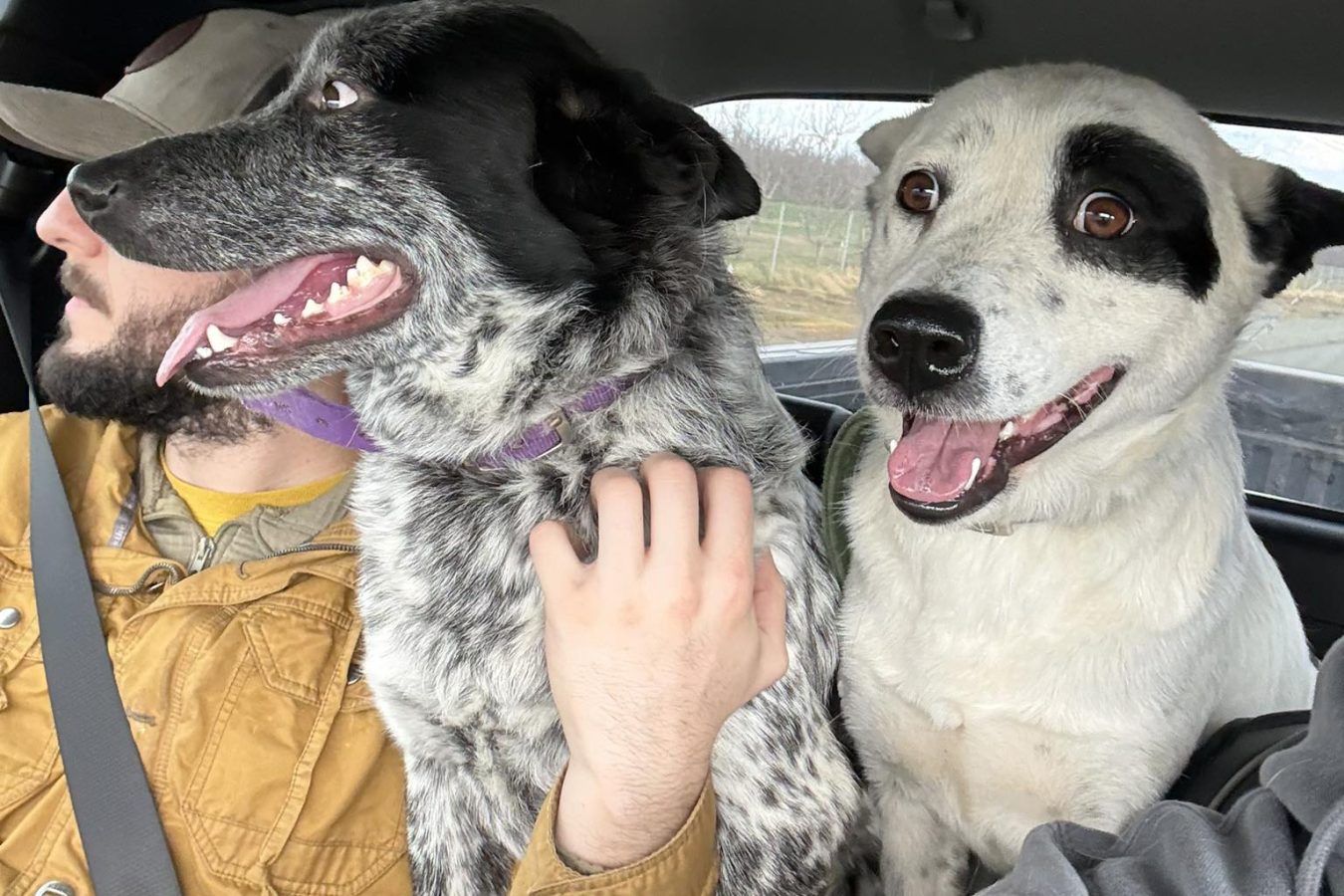 Two Pooches Hoping To Find Their Way Home Before The New Year