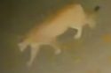 Mountain lion caught on video at a home in Upper Crystal Falls near Phoenix Lake area of Tuolumne County