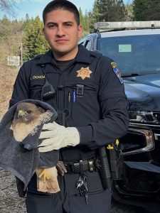 Amador CHP officers save Injured Red-Tailed Hawk on Highway 88 in Amador County—Amador County CHP