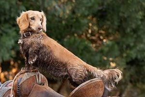 Willy, a miniature long-haired dachshund, named fifth annual California Farm Bureau Farm Dog of the Year Contest -- California Farm Bureau photo