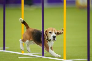 Westminster Dog Show