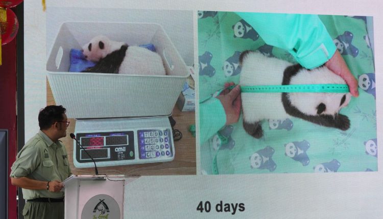 Indonesia Giant Panda