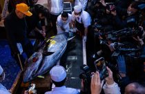 APTOPIX Japan Tuna Auction