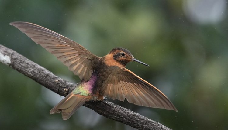 APTOPIX Ecuador Hummingbirds Refuge