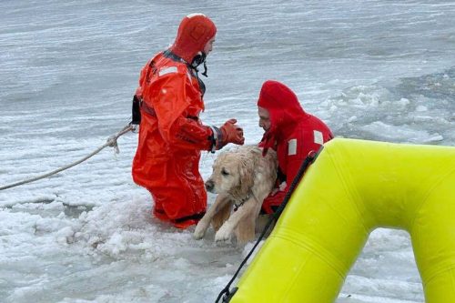 New Year Rhode Island Dog Rescued