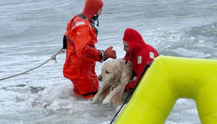 New Year Rhode Island Dog Rescued