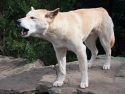 Australia Dingoes