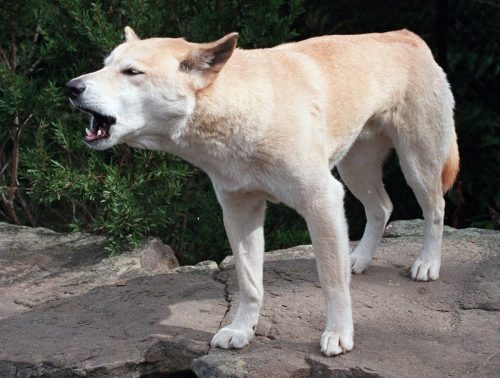 Australia Dingoes