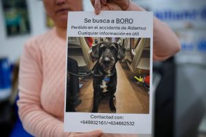 Spain Train Crash Lost Dog