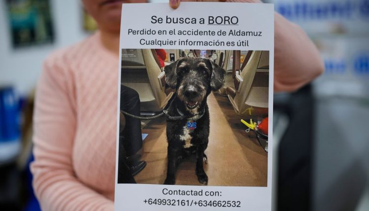 Spain Train Crash Lost Dog