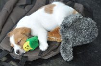 Be Well-Music for Dogs