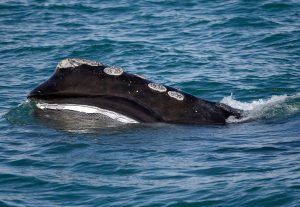 Right Whale Population