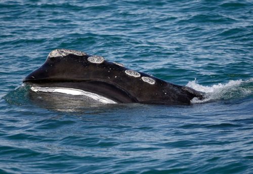 Right Whale Population