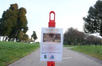 San Francisco Mountain Lion