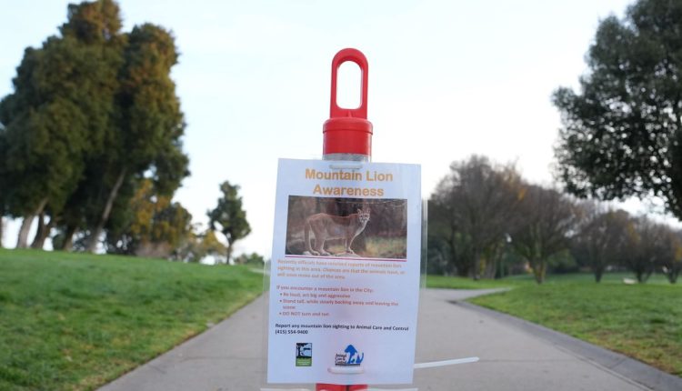 San Francisco Mountain Lion