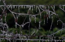 Frozen Florida Weather