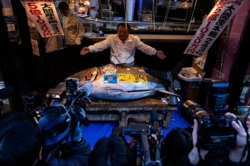 Japan Tuna Auction