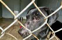 Winter Weather Dog Rescue