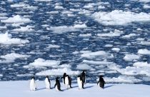 Climate Penguins