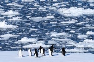 Climate Penguins